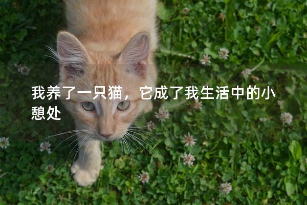 我养了一只猫，它成了我生活中的小憩处