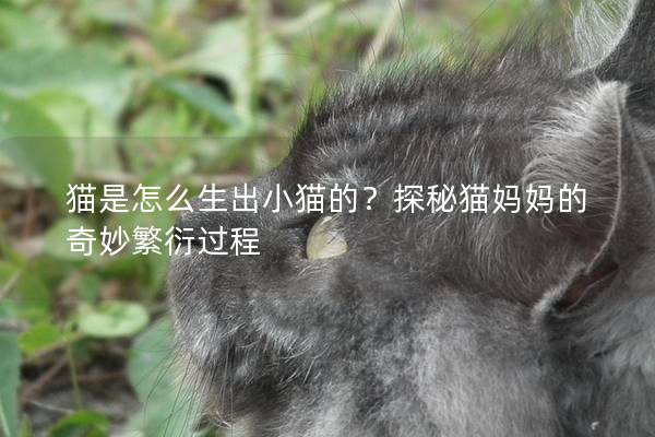 猫是怎么生出小猫的？探秘猫妈妈的奇妙繁衍过程