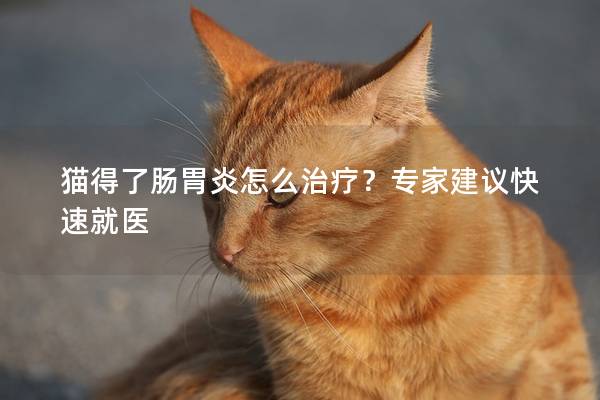 猫得了肠胃炎怎么治疗？专家建议快速就医