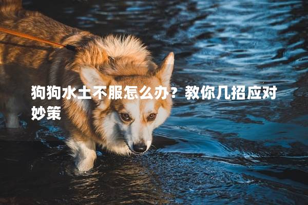 狗狗水土不服怎么办？教你几招应对妙策