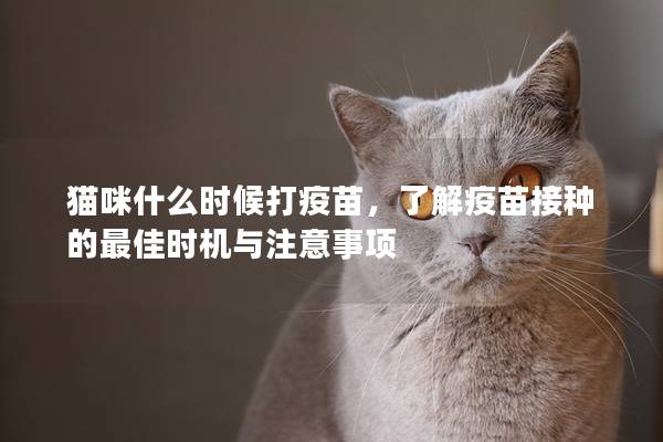 猫咪什么时候打疫苗，了解疫苗接种的最佳时机与注意事项