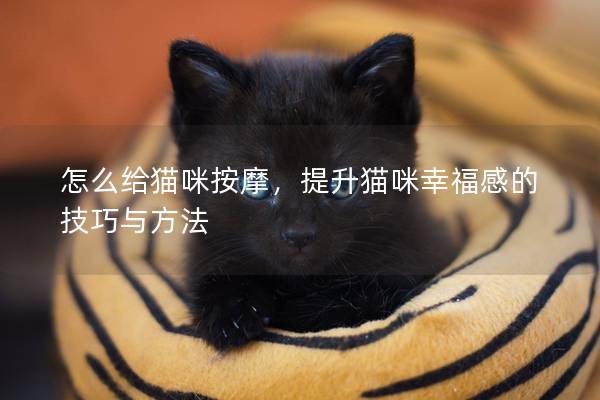 怎么给猫咪按摩，提升猫咪幸福感的技巧与方法