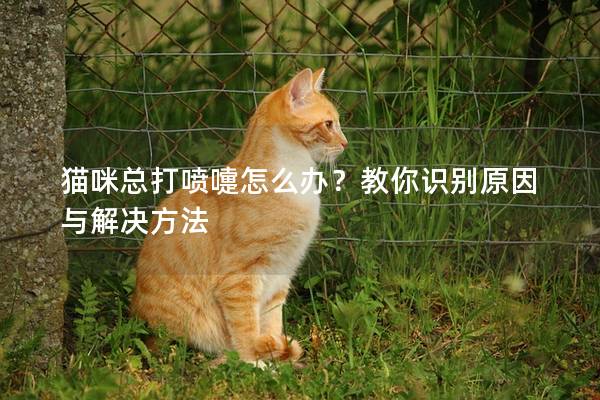 猫咪总打喷嚏怎么办？教你识别原因与解决方法