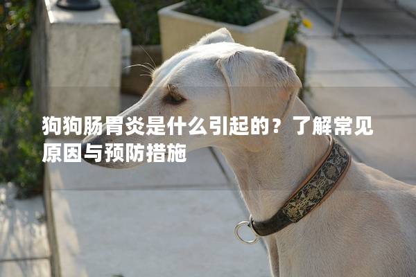 狗狗肠胃炎是什么引起的？了解常见原因与预防措施