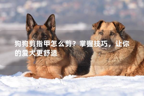 狗狗剪指甲怎么剪？掌握技巧，让你的爱犬更舒适