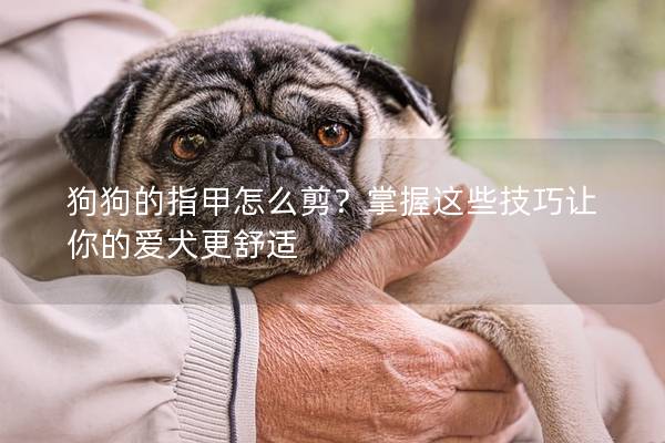 狗狗的指甲怎么剪？掌握这些技巧让你的爱犬更舒适