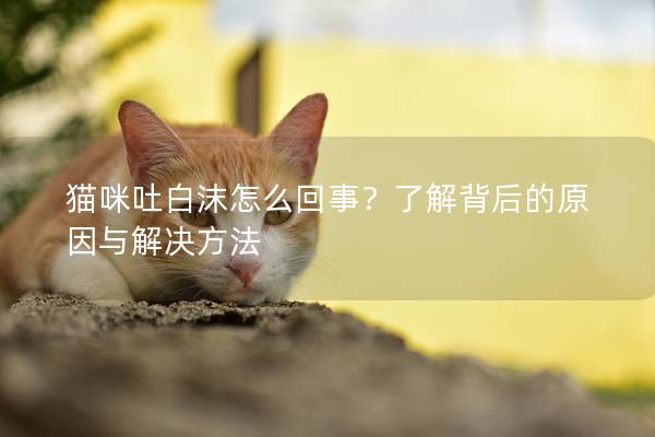 猫咪吐白沫怎么回事？了解背后的原因与解决方法