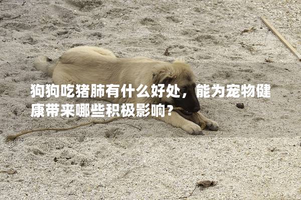 狗狗吃猪肺有什么好处，能为宠物健康带来哪些积极影响？