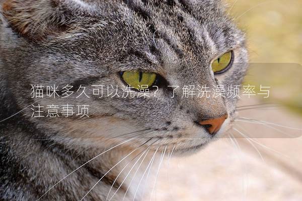 猫咪多久可以洗澡？了解洗澡频率与注意事项