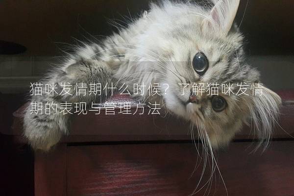 猫咪发情期什么时候？了解猫咪发情期的表现与管理方法