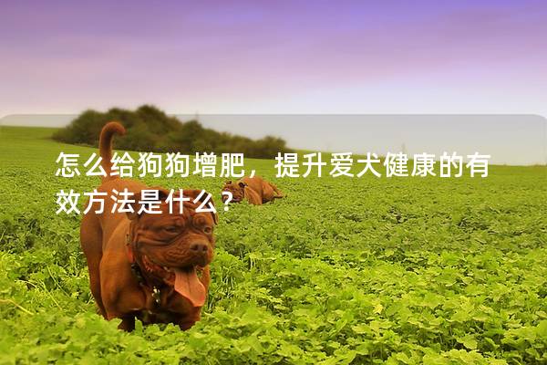 怎么给狗狗增肥，提升爱犬健康的有效方法是什么？