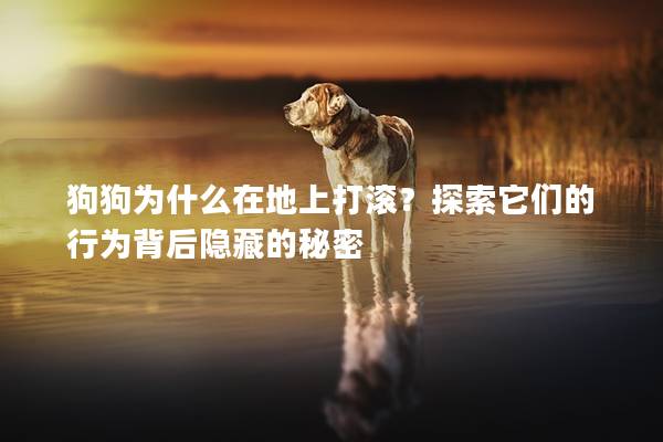 狗狗为什么在地上打滚？探索它们的行为背后隐藏的秘密