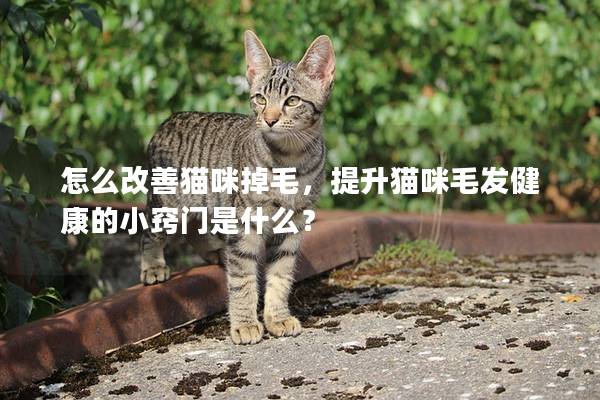 怎么改善猫咪掉毛，提升猫咪毛发健康的小窍门是什么？