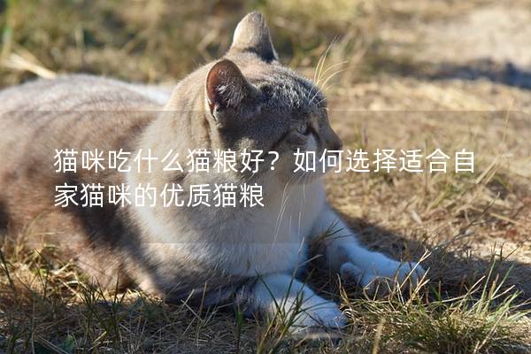 猫咪吃什么猫粮好？如何选择适合自家猫咪的优质猫粮