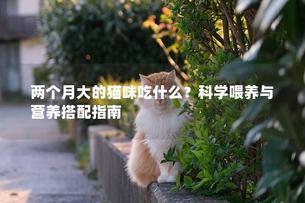 两个月大的猫咪吃什么？科学喂养与营养搭配指南