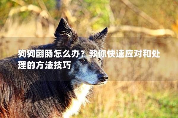 狗狗翻肠怎么办？教你快速应对和处理的方法技巧