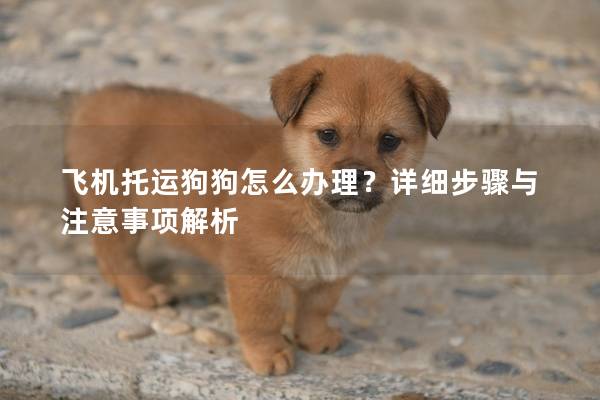 飞机托运狗狗怎么办理？详细步骤与注意事项解析