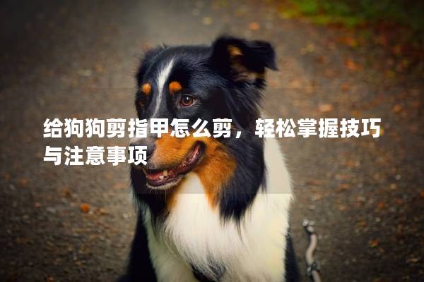 给狗狗剪指甲怎么剪，轻松掌握技巧与注意事项