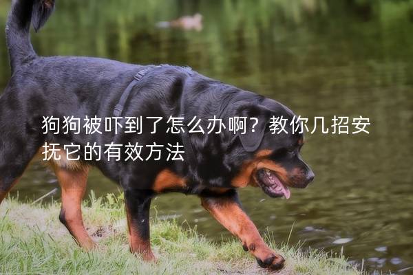 狗狗被吓到了怎么办啊？教你几招安抚它的有效方法