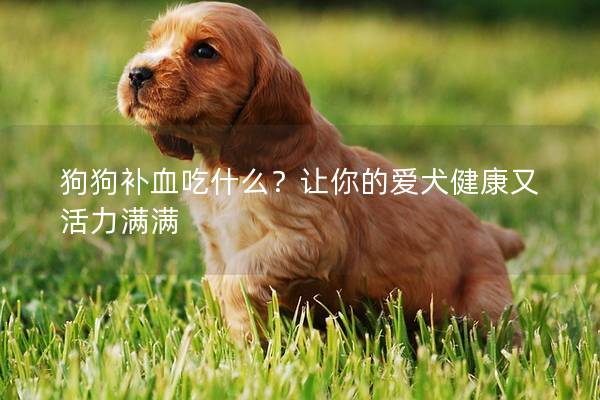 狗狗补血吃什么？让你的爱犬健康又活力满满