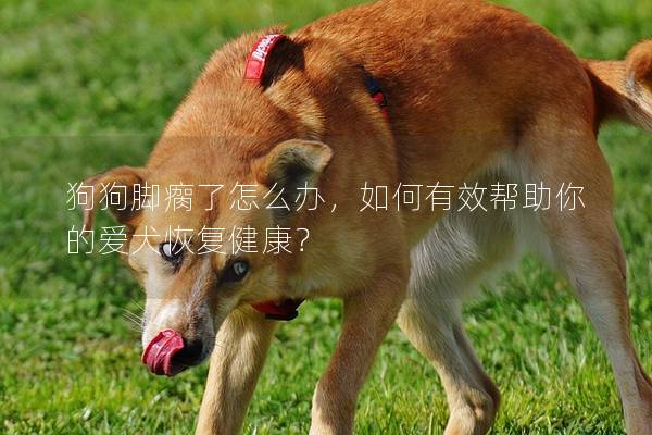 狗狗脚瘸了怎么办，如何有效帮助你的爱犬恢复健康？