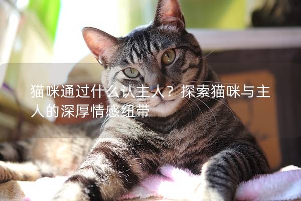 猫咪通过什么认主人？探索猫咪与主人的深厚情感纽带