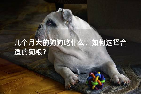 几个月大的狗狗吃什么，如何选择合适的狗粮？