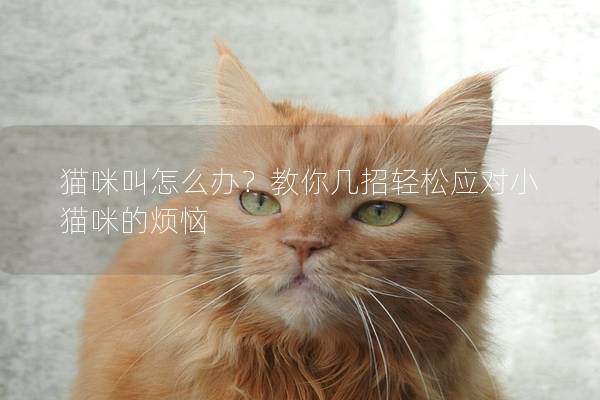 猫咪叫怎么办？教你几招轻松应对小猫咪的烦恼