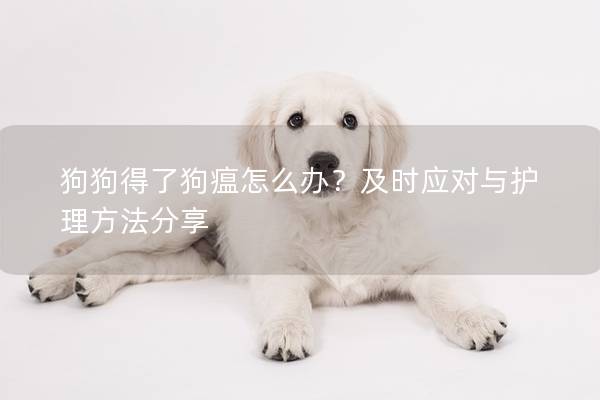 狗狗得了狗瘟怎么办？及时应对与护理方法分享