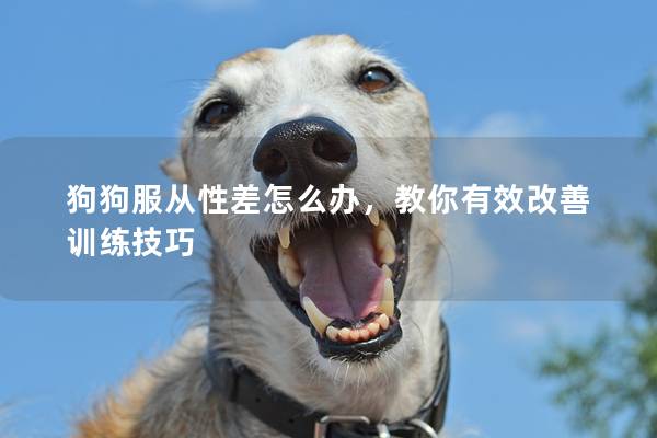 狗狗服从性差怎么办，教你有效改善训练技巧