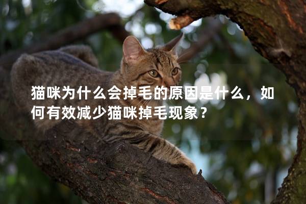 猫咪为什么会掉毛的原因是什么，如何有效减少猫咪掉毛现象？