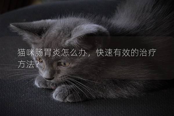 猫咪肠胃炎怎么办，快速有效的治疗方法？