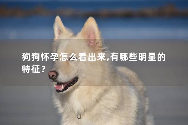 狗狗怀孕怎么看出来,有哪些明显的特征？