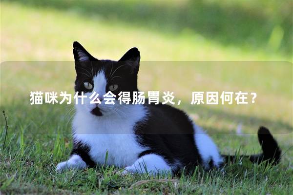 猫咪为什么会得肠胃炎，原因何在？