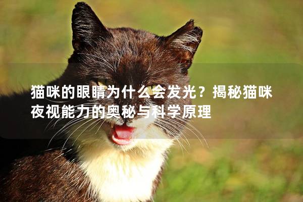 猫咪的眼睛为什么会发光？揭秘猫咪夜视能力的奥秘与科学原理