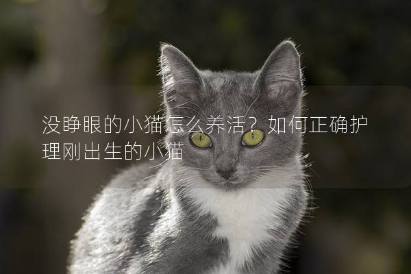 没睁眼的小猫怎么养活？如何正确护理刚出生的小猫