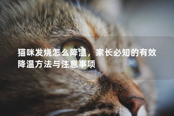 猫咪发烧怎么降温，家长必知的有效降温方法与注意事项