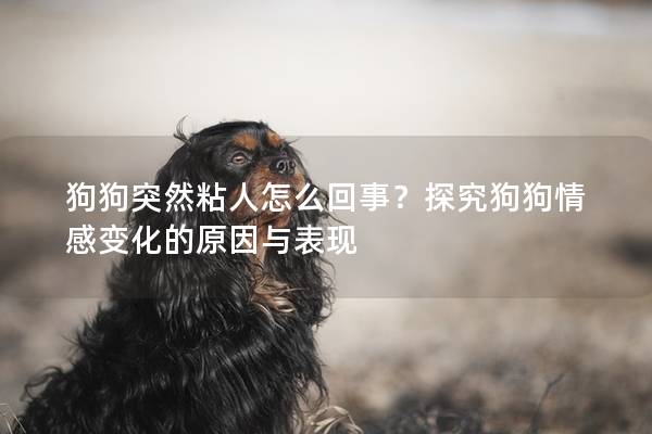 狗狗突然粘人怎么回事？探究狗狗情感变化的原因与表现