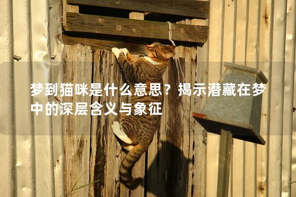 梦到猫咪是什么意思？揭示潜藏在梦中的深层含义与象征