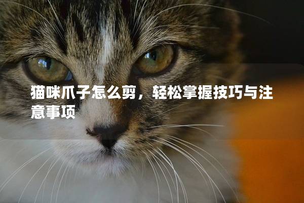 猫咪爪子怎么剪，轻松掌握技巧与注意事项