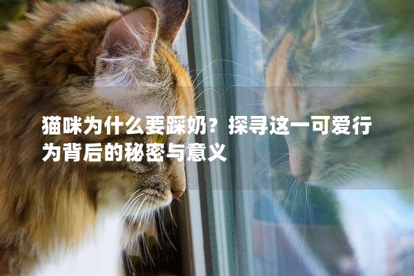 猫咪为什么要踩奶？探寻这一可爱行为背后的秘密与意义