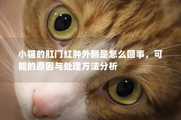 小猫的肛门红肿外翻是怎么回事，可能的原因与处理方法分析