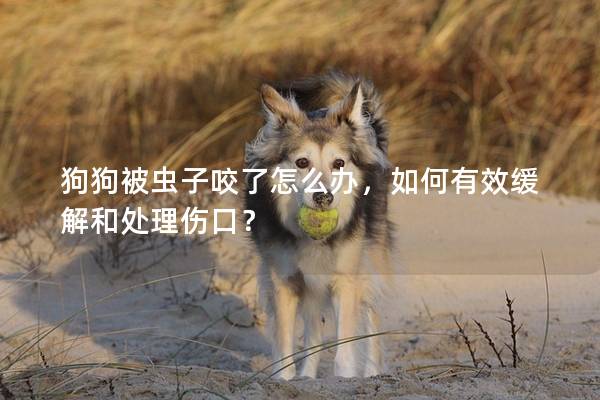 狗狗被虫子咬了怎么办，如何有效缓解和处理伤口？