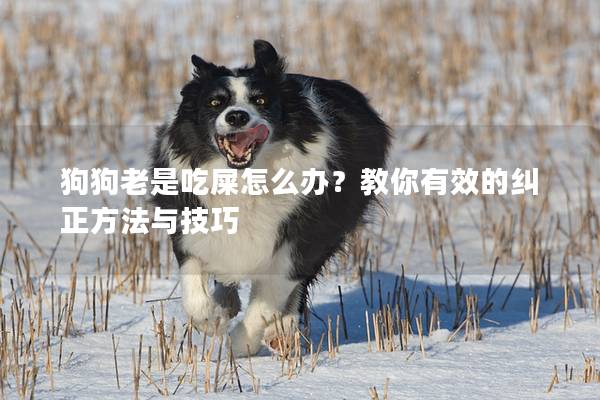 狗狗老是吃屎怎么办？教你有效的纠正方法与技巧