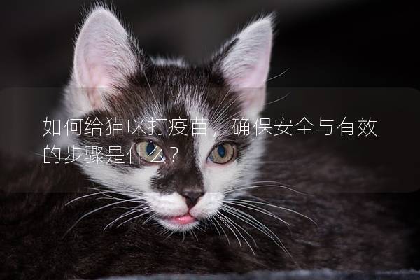 如何给猫咪打疫苗，确保安全与有效的步骤是什么？