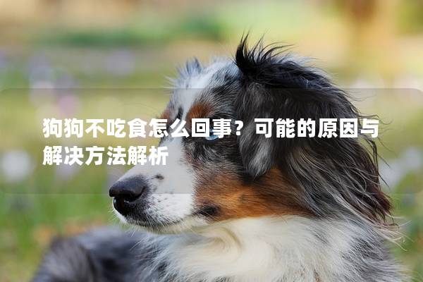 狗狗不吃食怎么回事？可能的原因与解决方法解析