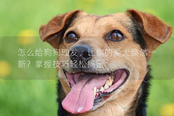 怎么给狗狗理发，让你的爱犬焕然一新？掌握技巧轻松搞定