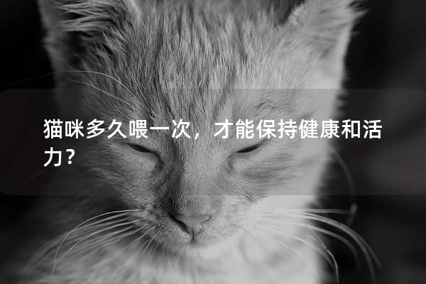 猫咪多久喂一次，才能保持健康和活力？