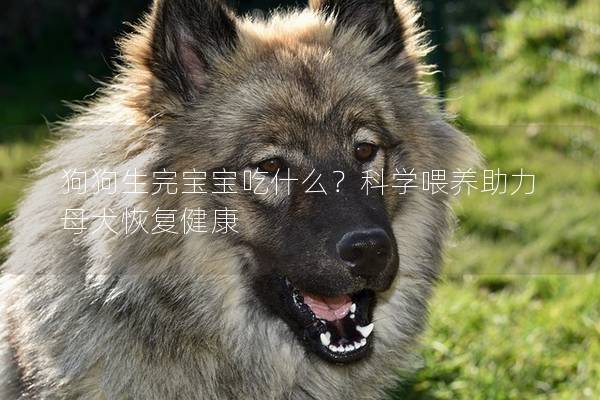 狗狗生完宝宝吃什么？科学喂养助力母犬恢复健康