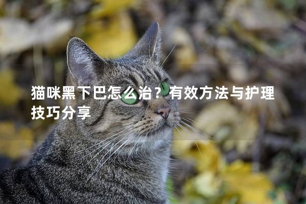 猫咪黑下巴怎么治？有效方法与护理技巧分享